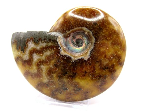 Genuine Cretaceous Age Ammonite Cleoniceras Whole Fossil for Sale from Madagascar #47