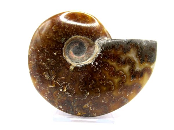 Genuine Cretaceous Age Ammonite Cleoniceras Whole Fossil for Sale from Madagascar #47a