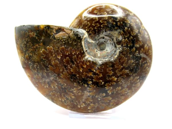 Genuine Cretaceous Age Ammonite Cleoniceras Whole Fossil for Sale from Madagascar #49