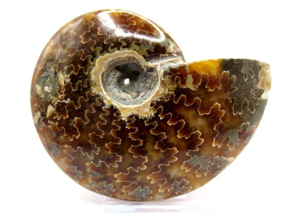 Genuine Cretaceous Age Ammonite Cleoniceras Whole Fossil for Sale from Madagascar #51