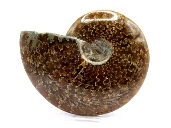 Genuine Cretaceous Age Ammonite Cleoniceras Whole Fossil for Sale from Madagascar #52