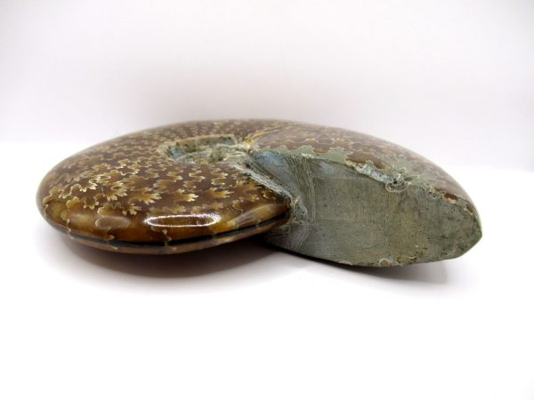 Genuine Cretaceous Age Ammonite Cleoniceras Whole Fossil for Sale from Madagascar #52b