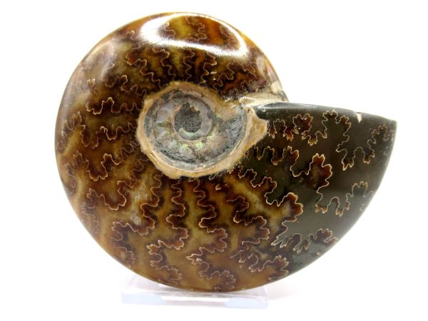 Genuine Cretaceous Age Ammonite Cleoniceras Whole Fossil for Sale from Madagascar #53