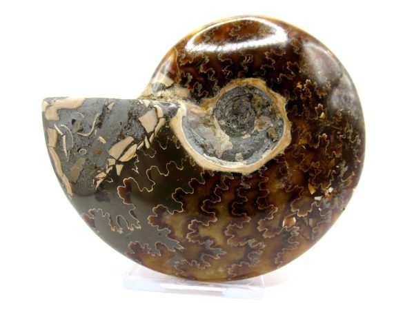 Genuine Cretaceous Age Ammonite Cleoniceras Whole Fossil for Sale from Madagascar #53a