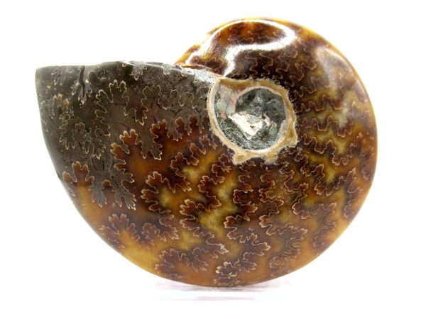 Genuine Cretaceous Age Ammonite Cleoniceras Whole Fossil for Sale from Madagascar #54a