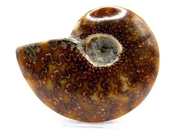 Genuine Cretaceous Age Ammonite Cleoniceras Whole Fossil for Sale from Madagascar #55a