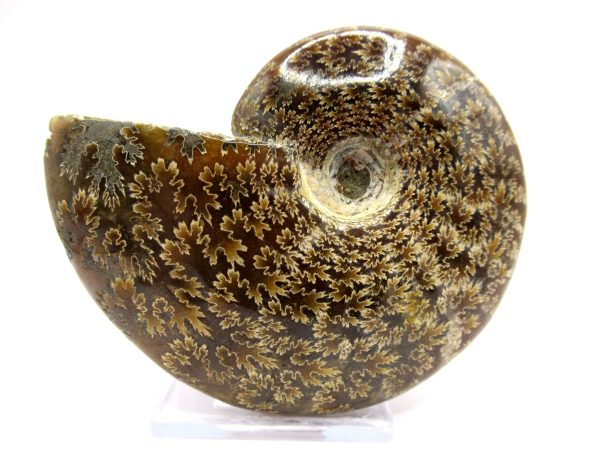 Genuine Cretaceous Age Ammonite Cleoniceras Whole Fossil for Sale from Madagascar #58a