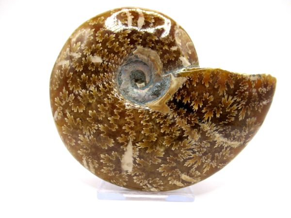 Genuine Cretaceous Age Ammonite Cleoniceras Whole Fossil for Sale from Madagascar #60