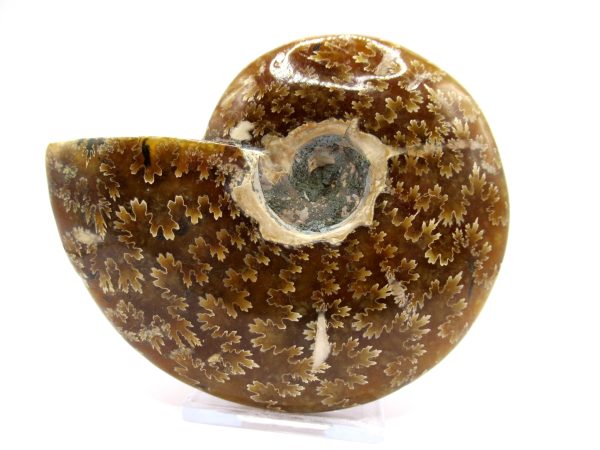 Genuine Cretaceous Age Ammonite Cleoniceras Whole Fossil for Sale from Madagascar #60a