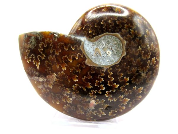 Genuine Cretaceous Age Ammonite Cleoniceras Whole Fossil for Sale from Madagascar #63a