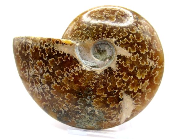 Genuine Cretaceous Age Ammonite Cleoniceras Whole Fossil for Sale from Madagascar #64