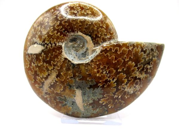 Genuine Cretaceous Age Ammonite Cleoniceras Whole Fossil for Sale from Madagascar #64a