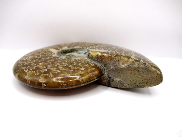 Genuine Cretaceous Age Ammonite Cleoniceras Whole Fossil for Sale from Madagascar #64b