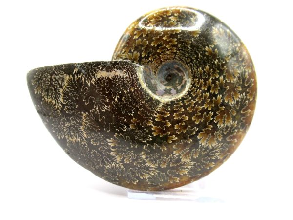 Genuine Cretaceous Age Ammonite Cleoniceras Whole Fossil for Sale from Madagascar #65