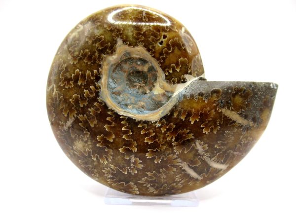 Genuine Cretaceous Age Ammonite Cleoniceras Whole Fossil for Sale from Madagascar #66