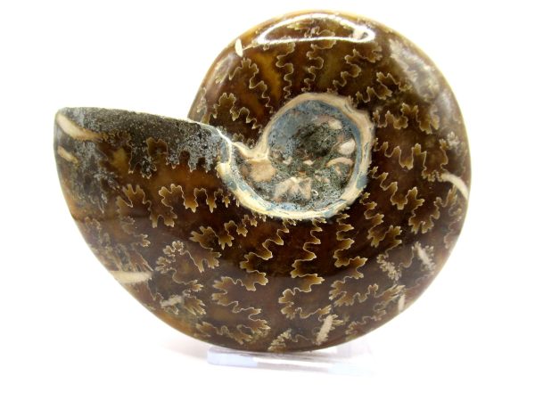 Genuine Cretaceous Age Ammonite Cleoniceras Whole Fossil for Sale from Madagascar #66a