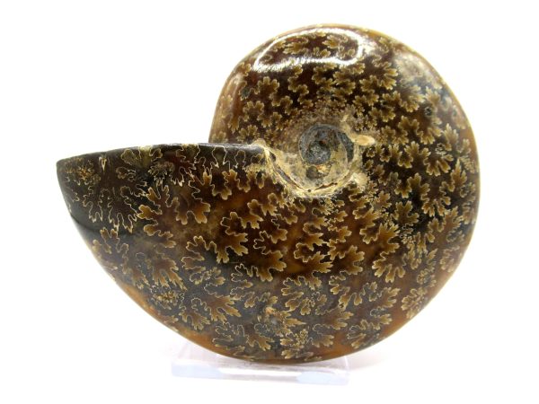 Genuine Cretaceous Age Ammonite Cleoniceras Whole Fossil for Sale from Madagascar #67a