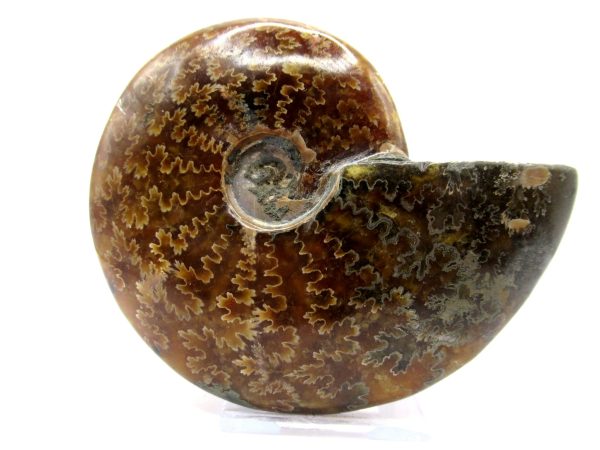 Genuine Cretaceous Age Ammonite Cleoniceras Whole Fossil for Sale from Madagascar #68