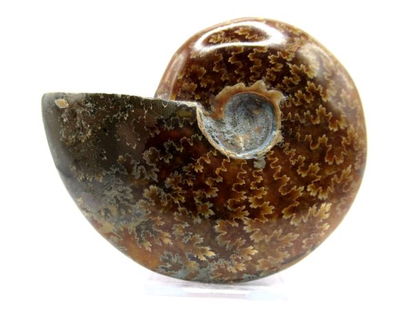 Genuine Cretaceous Age Ammonite Cleoniceras Whole Fossil for Sale from Madagascar #68a