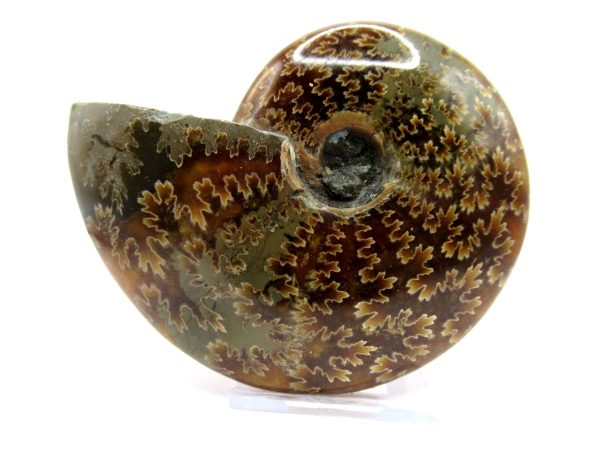 Genuine Cretaceous Age Ammonite Cleoniceras Whole Fossil for Sale from Madagascar #69