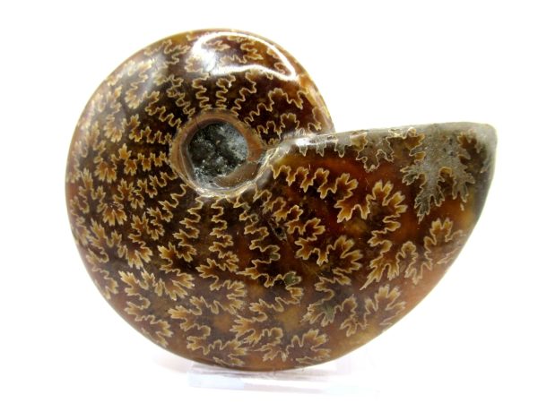 Genuine Cretaceous Age Ammonite Cleoniceras Whole Fossil for Sale from Madagascar #69a