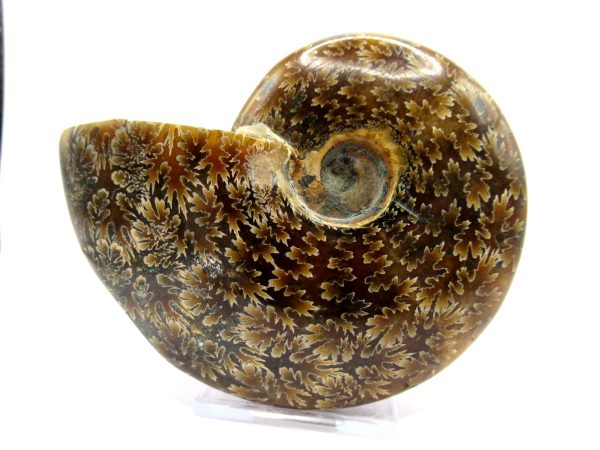 Genuine Cretaceous Age Ammonite Cleoniceras Whole Fossil for Sale from Madagascar #70a