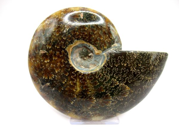 Genuine Cretaceous Age Ammonite Cleoniceras Whole Fossil for Sale from Madagascar #74