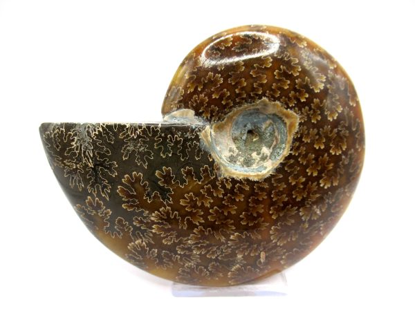 Genuine Cretaceous Age Ammonite Cleoniceras Whole Fossil for Sale from Madagascar #74a