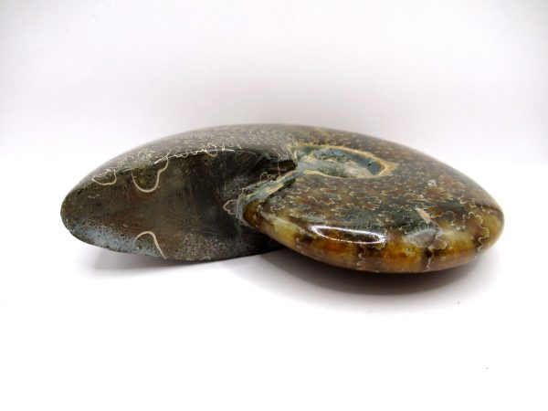 Genuine Cretaceous Age Ammonite Cleoniceras Whole Fossil for Sale from Madagascar #74b