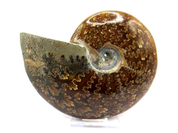 Genuine Cretaceous Age Ammonite Cleoniceras Whole Fossil for Sale from Madagascar #75