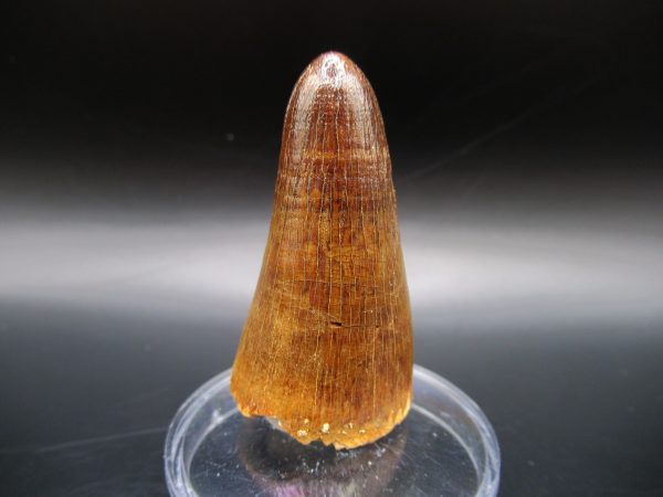 Maroccosuchus Crocodile Tooth #11