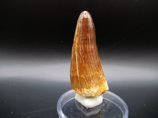 Maroccosuchus Crocodile Tooth #12