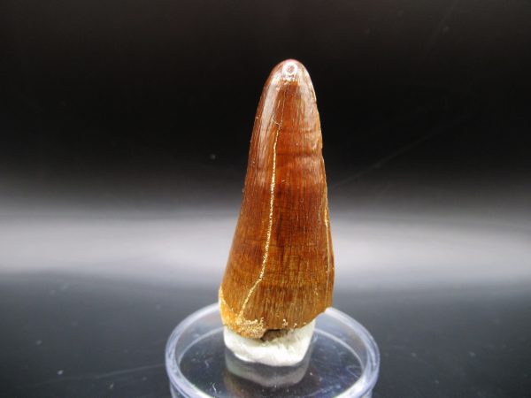 Maroccosuchus Crocodile Tooth #12 - Image 5