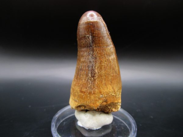 Maroccosuchus Crocodile Tooth #14