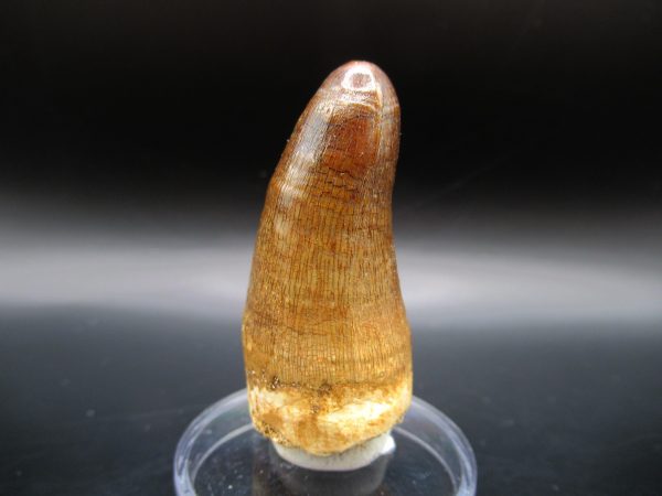 Maroccosuchus Crocodile Tooth #14 - Image 5