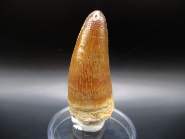 Maroccosuchus Crocodile Tooth #15