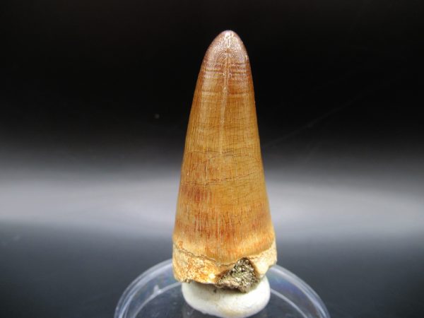 Maroccosuchus Crocodile Tooth #15 - Image 2