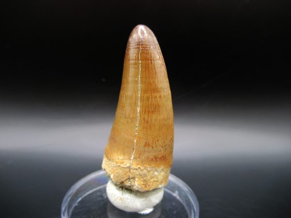 Maroccosuchus Crocodile Tooth #15 - Image 5