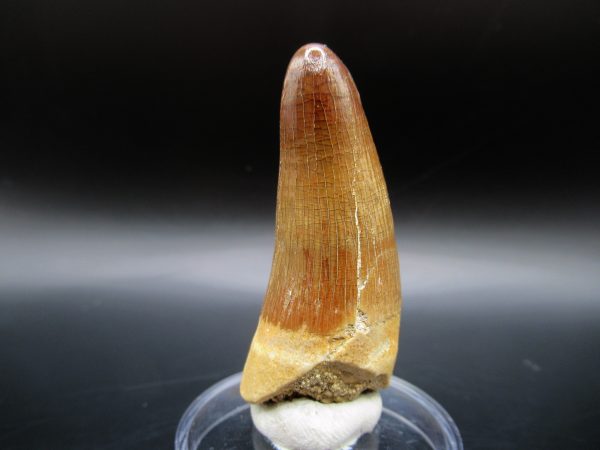 Maroccosuchus Crocodile Tooth #16