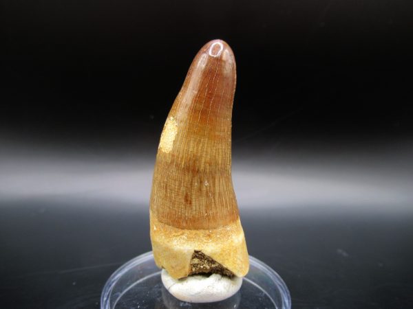 Maroccosuchus Crocodile Tooth #16 - Image 5