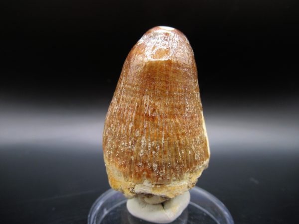 Maroccosuchus Crocodile Tooth #17