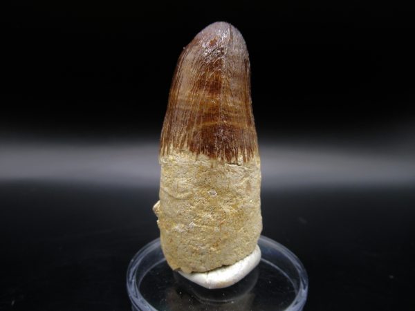 Maroccosuchus Crocodile Tooth #18