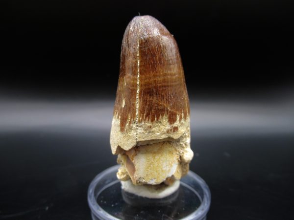 Maroccosuchus Crocodile Tooth #18 - Image 2