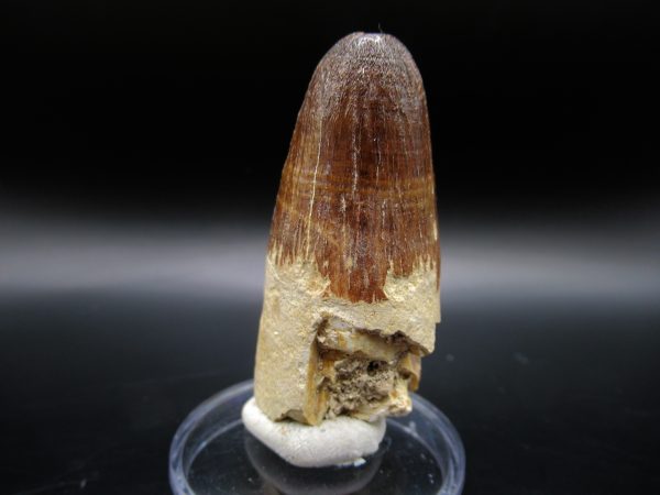 Maroccosuchus Crocodile Tooth #18 - Image 5