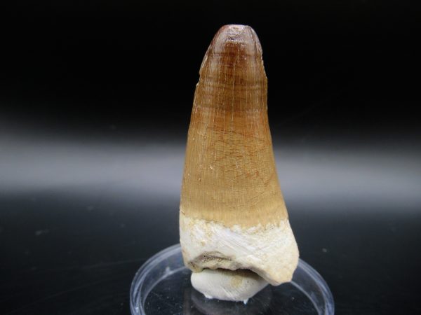 Maroccosuchus Crocodile Tooth #19