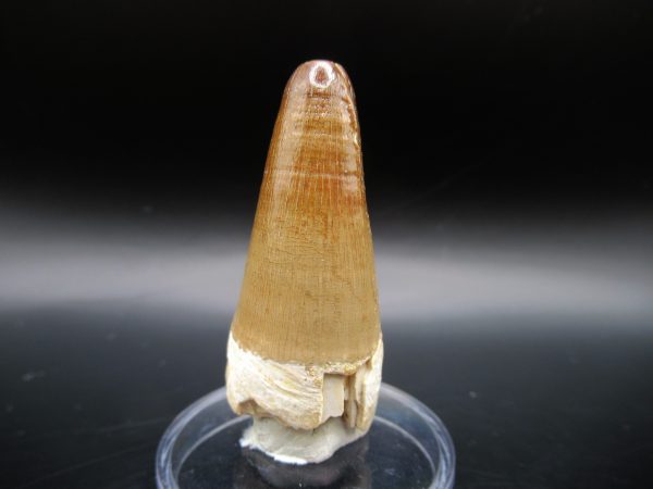 Maroccosuchus Crocodile Tooth #19 - Image 5