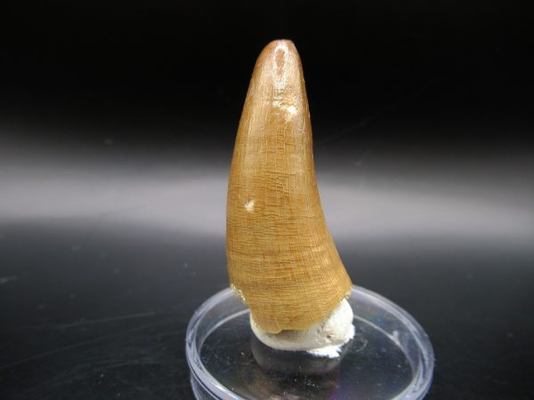 Genuine Eocene Age Maroccosuchus Crocodile Tooth Fossil For Sale from Morocco #20