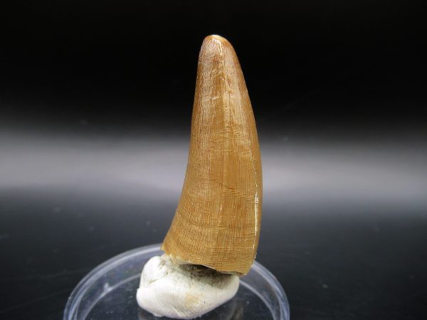 Genuine Eocene Age Maroccosuchus Crocodile Tooth Fossil For Sale from Morocco #20b