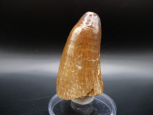 Genuine Eocene Age Maroccosuchus Crocodile Tooth Fossil For Sale from Morocco #21