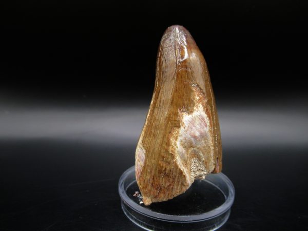 Genuine Eocene Age Maroccosuchus Crocodile Tooth Fossil For Sale from Morocco #21a